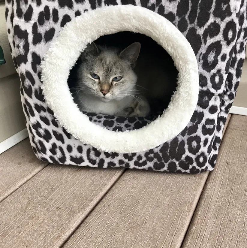 Lost cat in Ponchatoula, LA, 70454