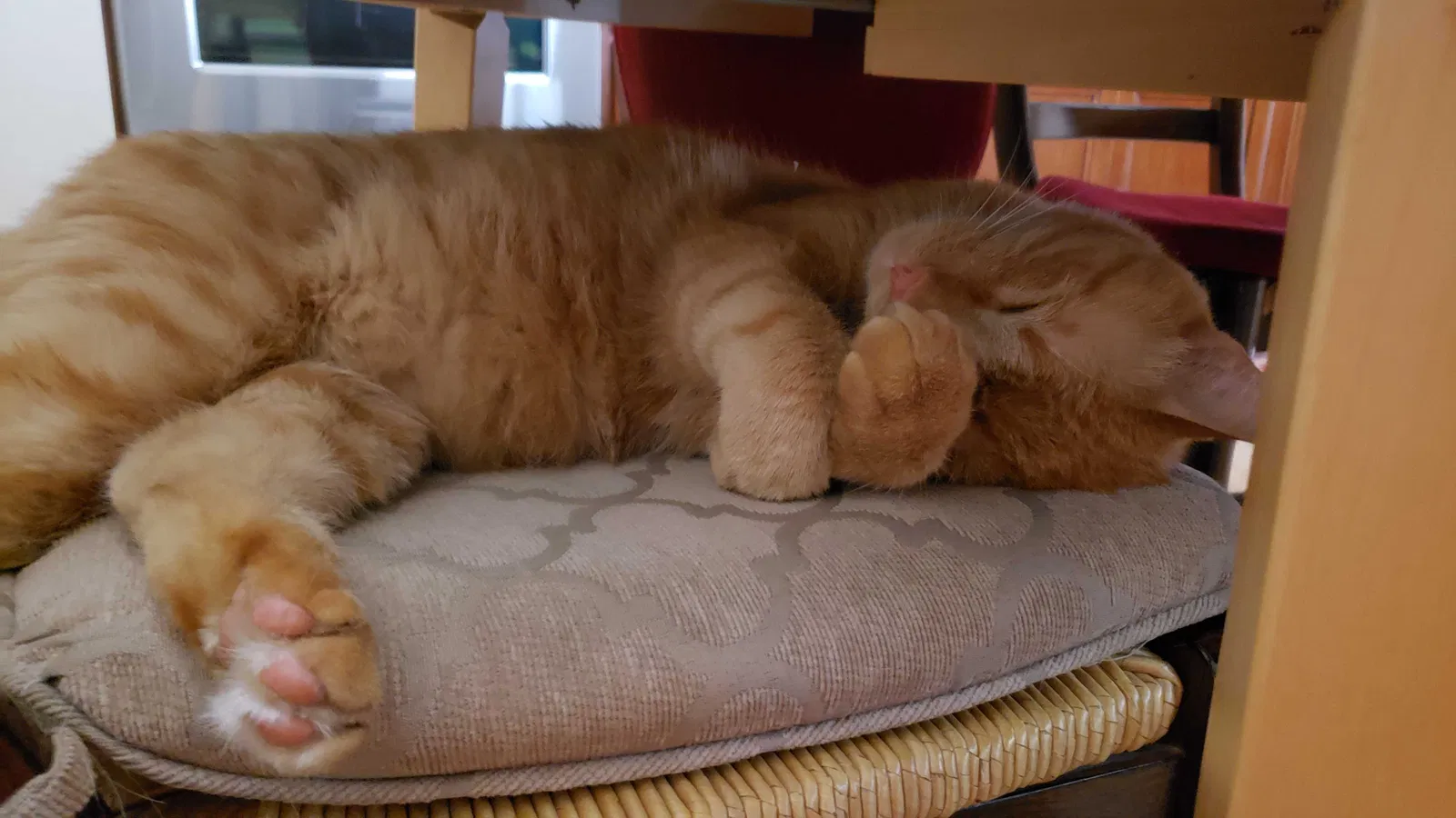 Lost cat in Rancho Cucamonga, CA, 91737