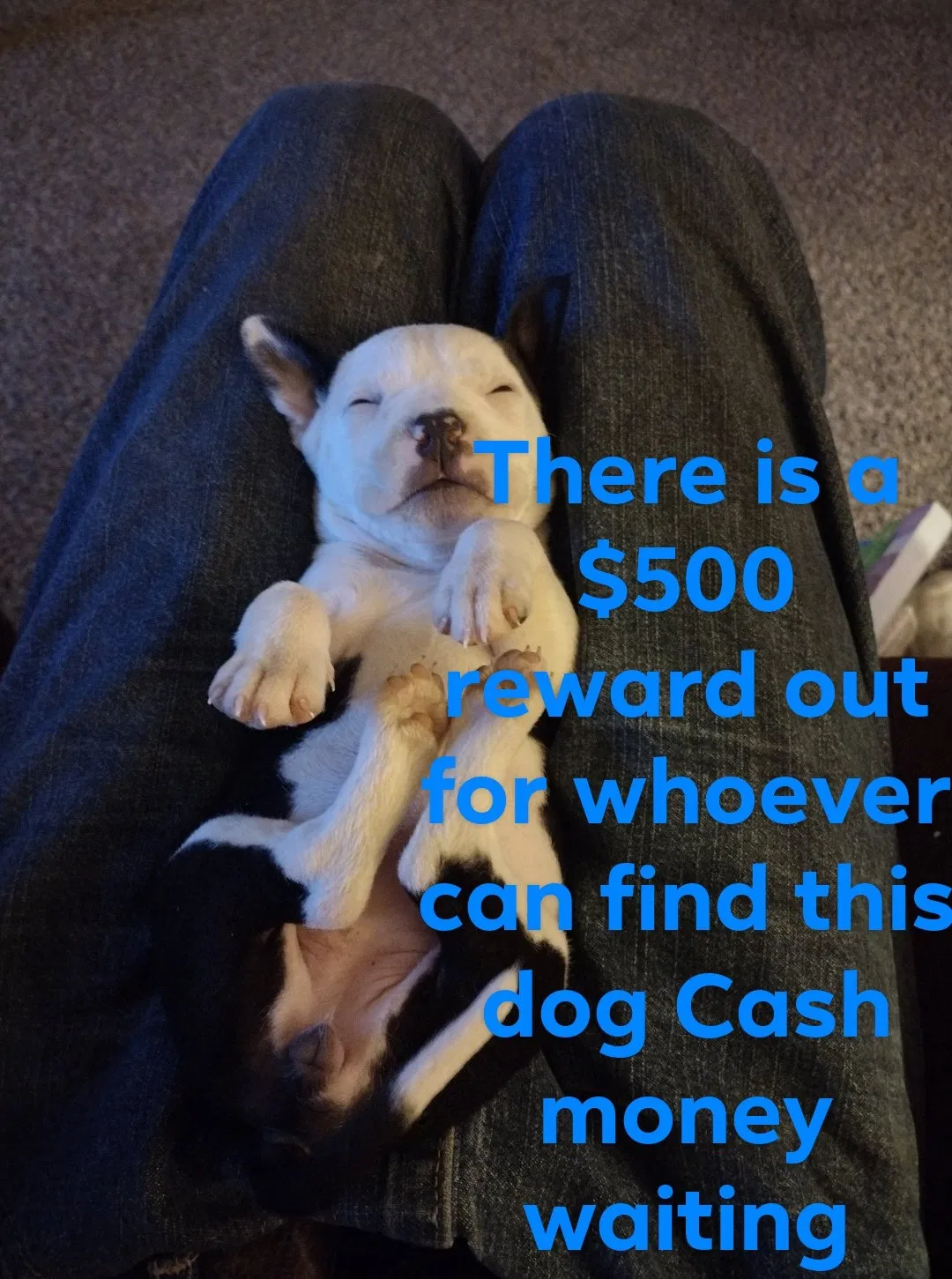 Lost dog in Brewton, AL, 36426