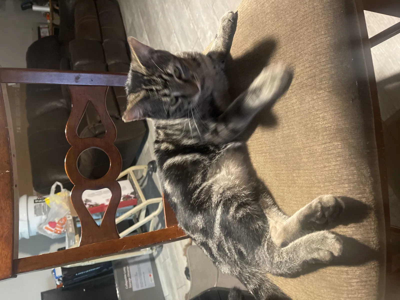 Lost cat in Crowley, TX, 76036