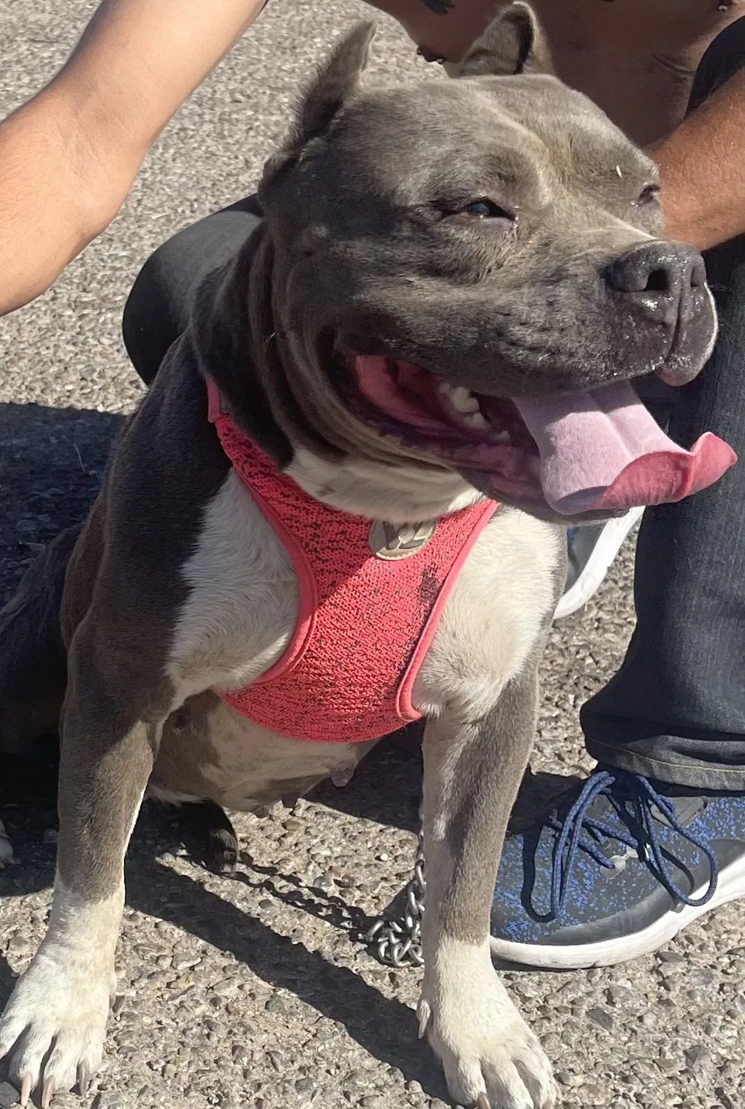Lost dog in Albuquerque, NM, 87102