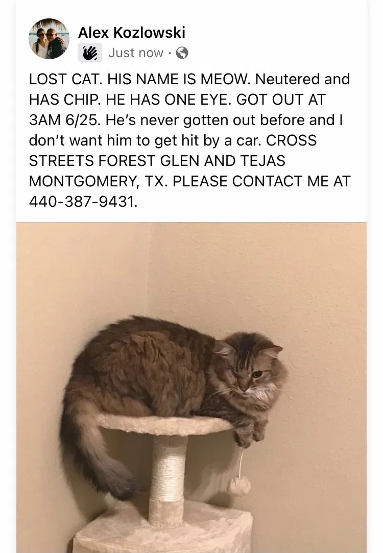 Lost cat in Montgomery, TX, 77316