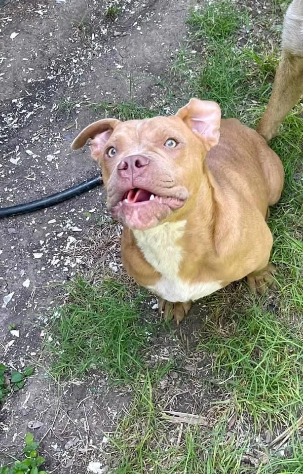 Lost dog in San Antonio, TX, 78228