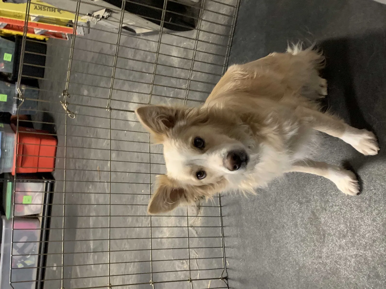 Lost dog in Murrieta, CA, 92562