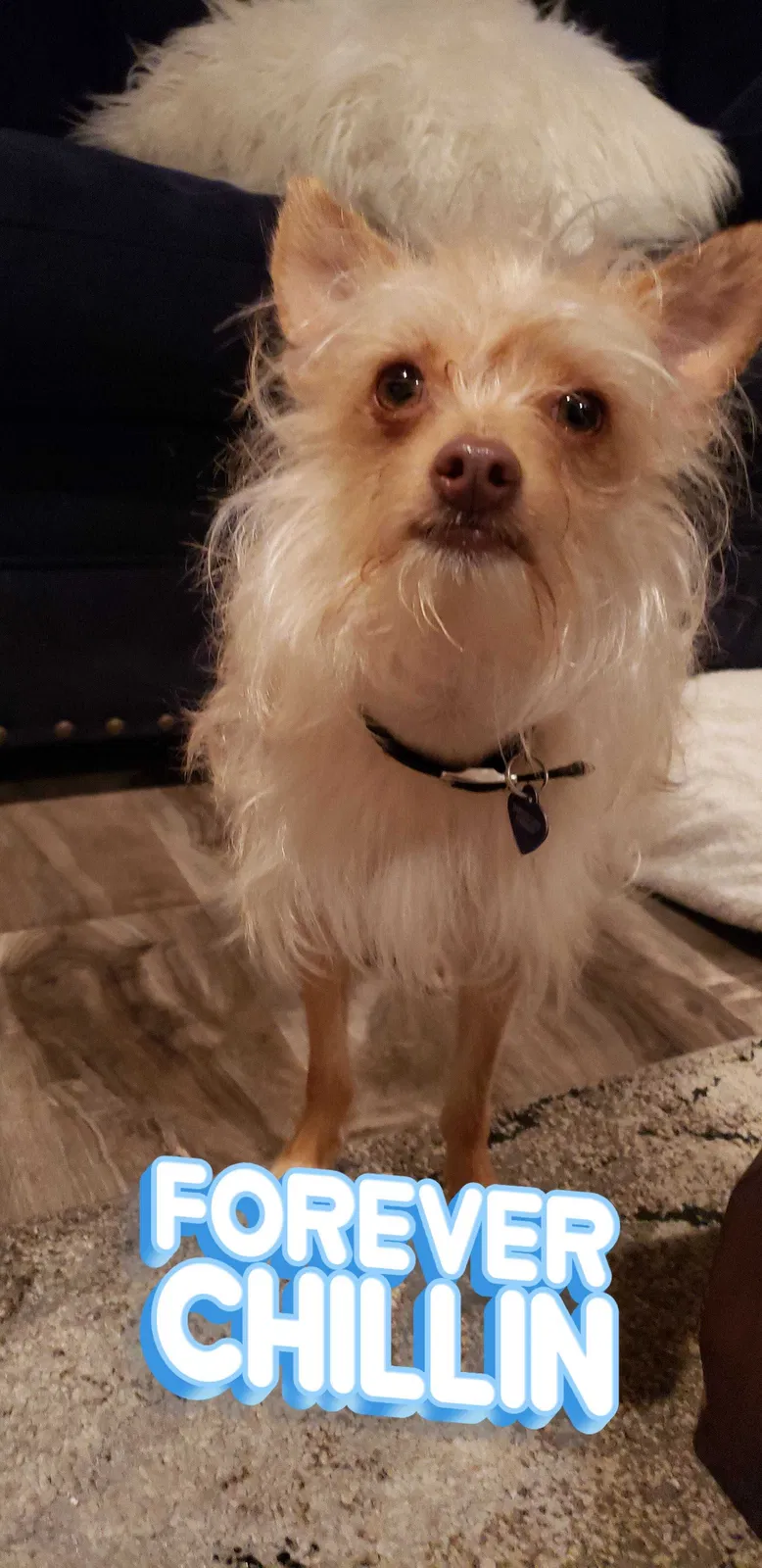 Lost dog in Northridge, CA, 91325