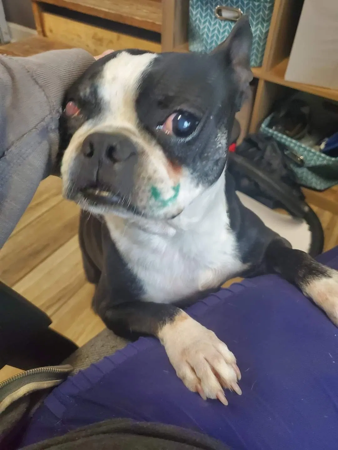 Lost dog in Mount Juliet, TN, 37122
