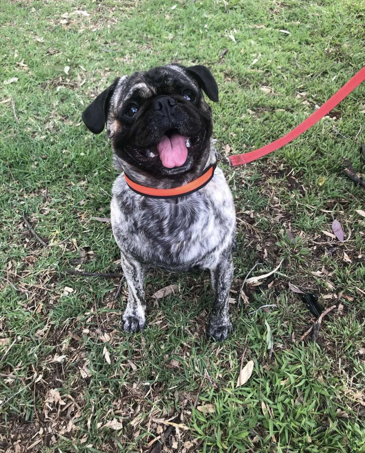Lost dog in San Diego, CA, 92114