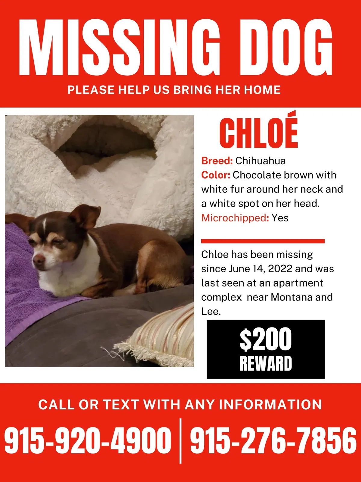 Lost dog in El Paso, TX, 79936