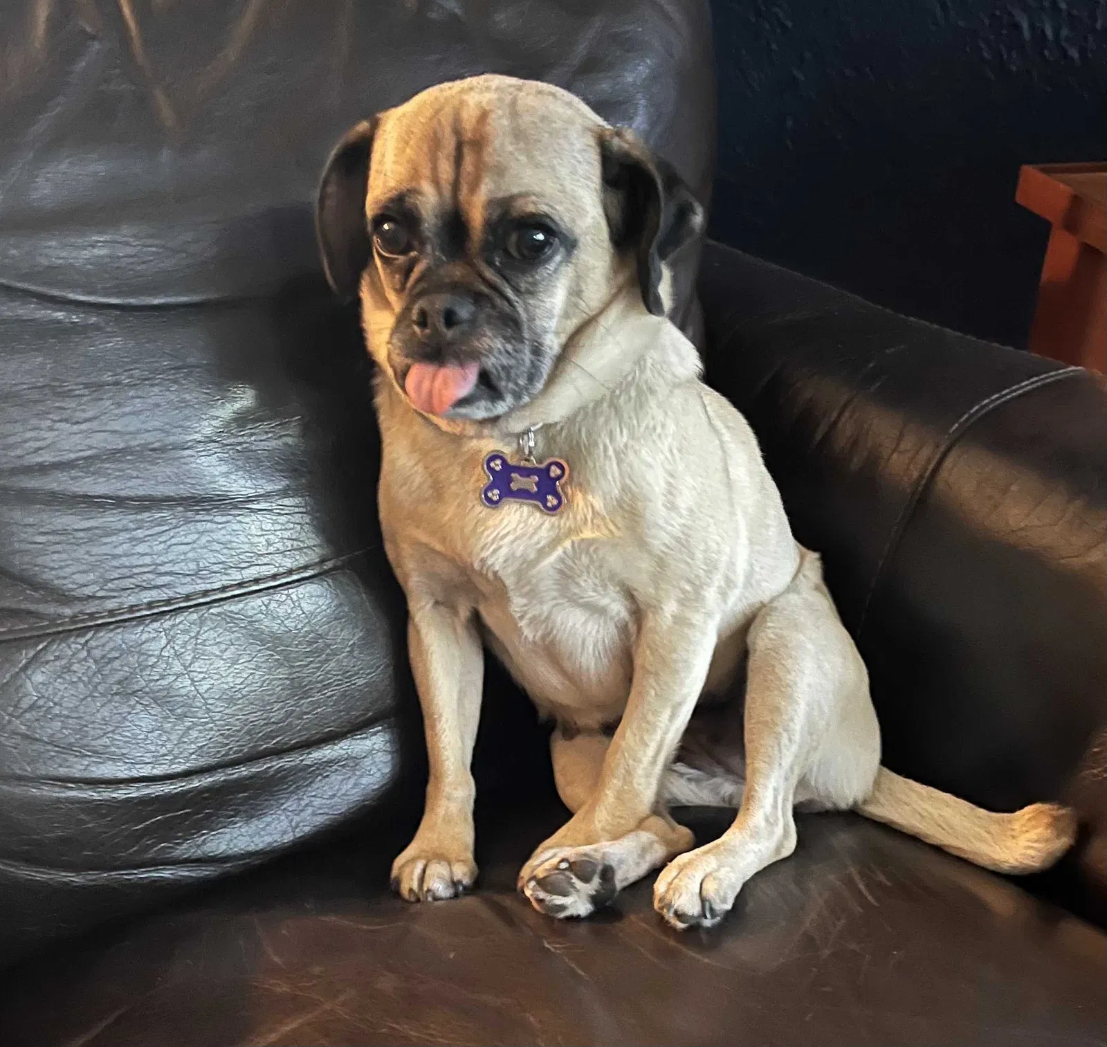 Lost dog in Minneapolis, MN, 55411