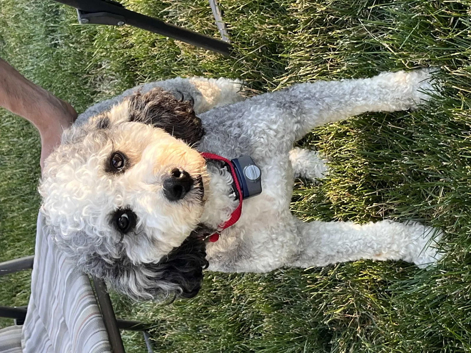 Lost dog in Cleveland, OH, 44126