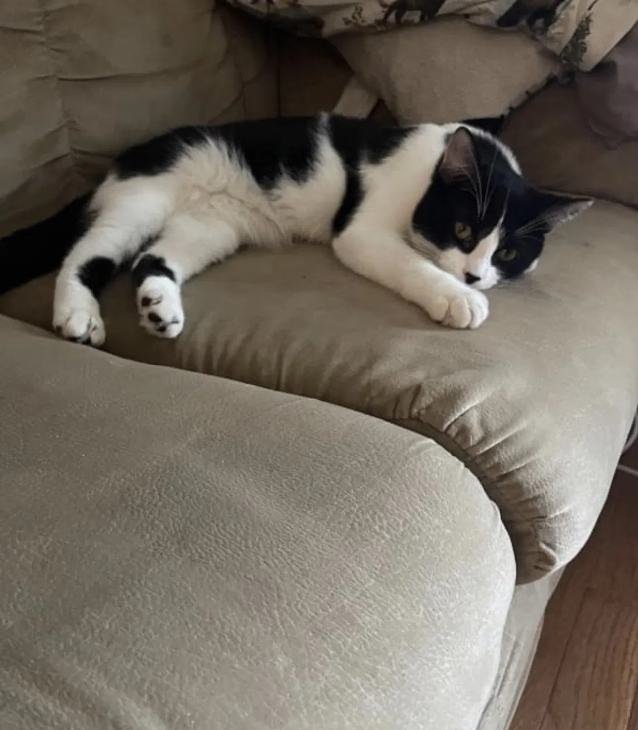 Lost cat in South Ozone Park, NY, 11420