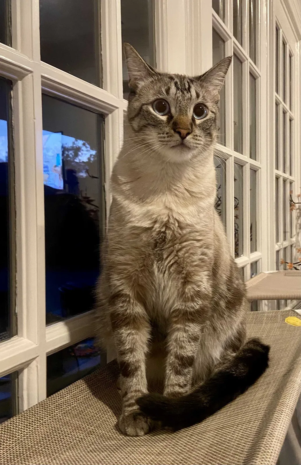 Lost cat in Dallas, TX, 75287