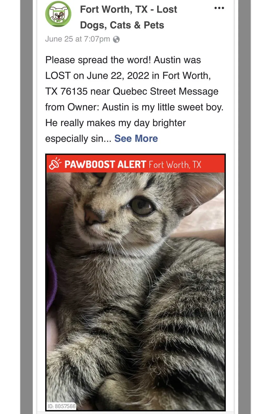 Lost cat in Fort Worth, TX, 76135