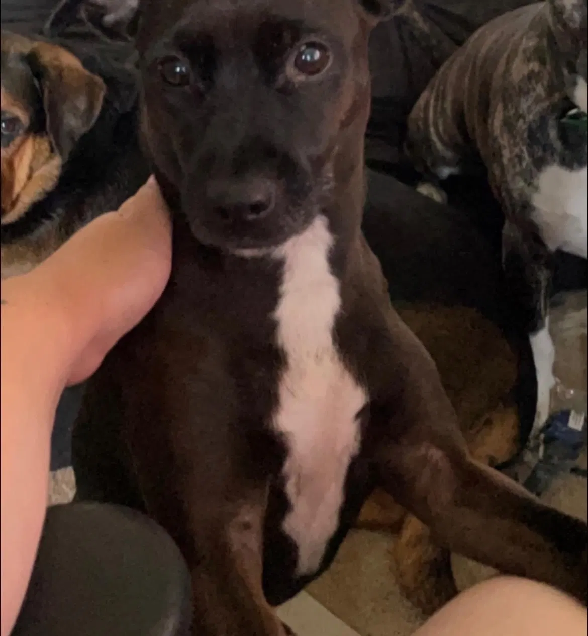 Lost dog in Unknown, TN, 37984