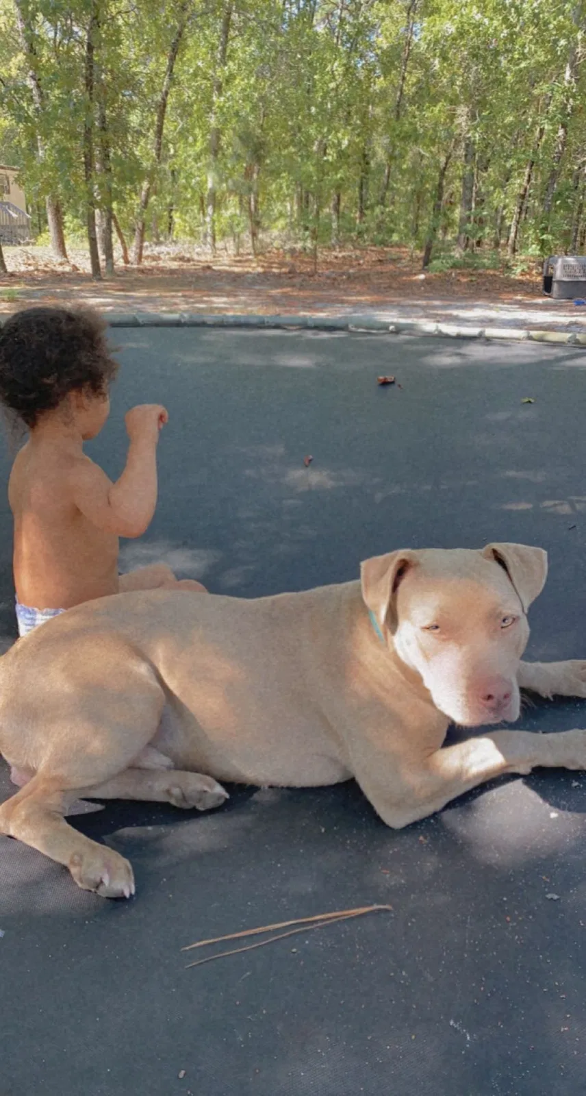 Lost dog in Cameron, NC, 28326