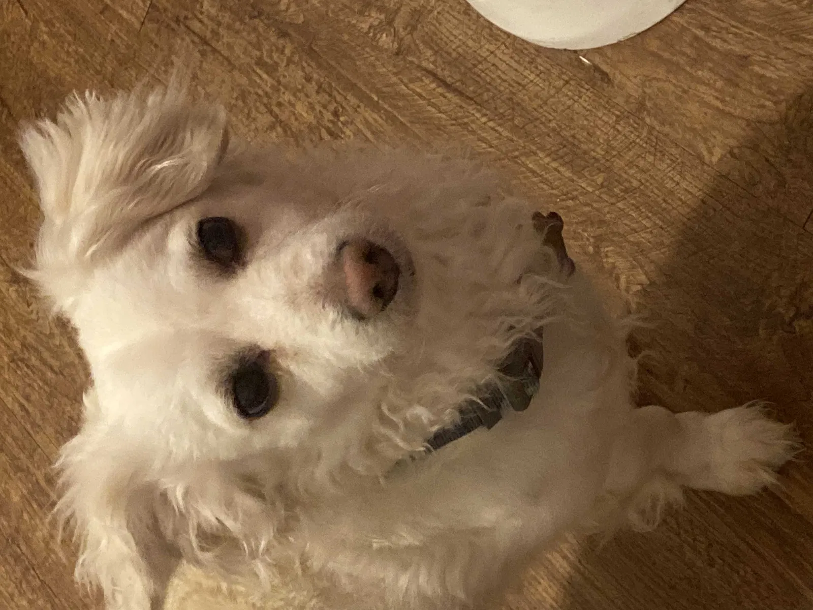 Lost dog in Dallas, TX, 75227