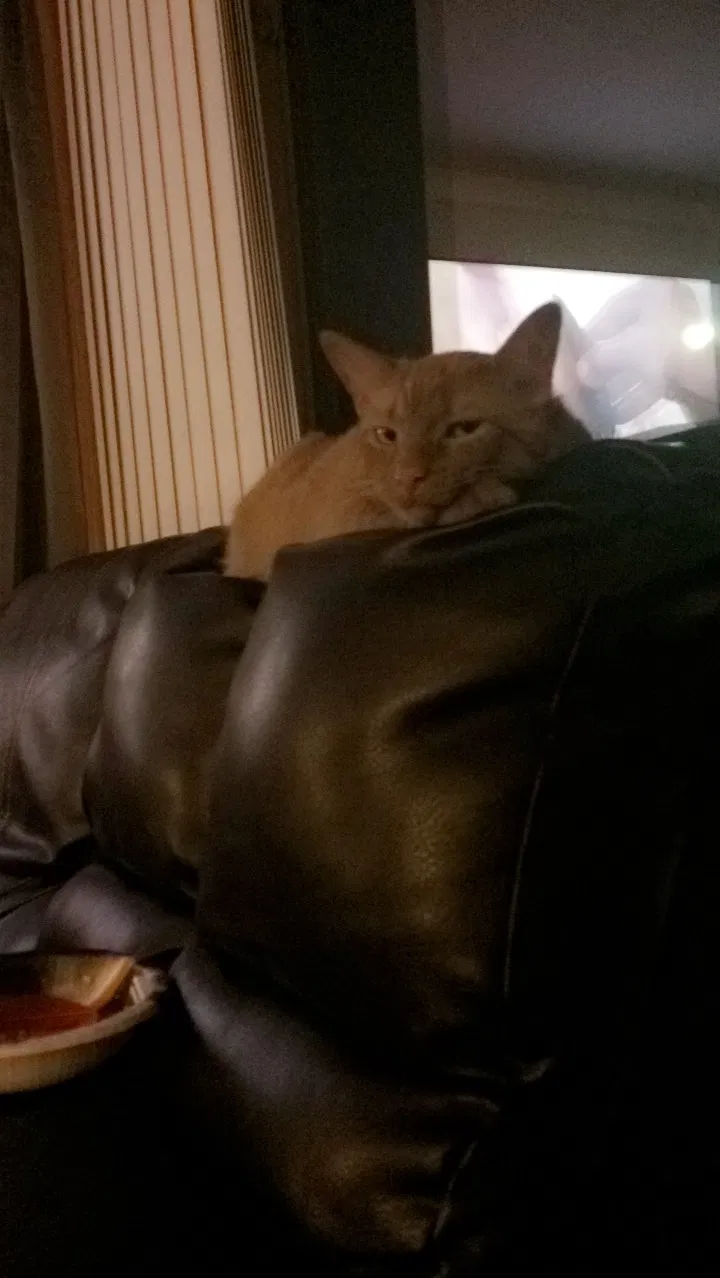 Lost cat in Oak Park, MI, 48237
