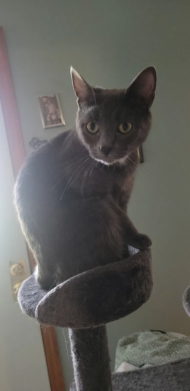 Lost cat in Kokomo, IN, 46902