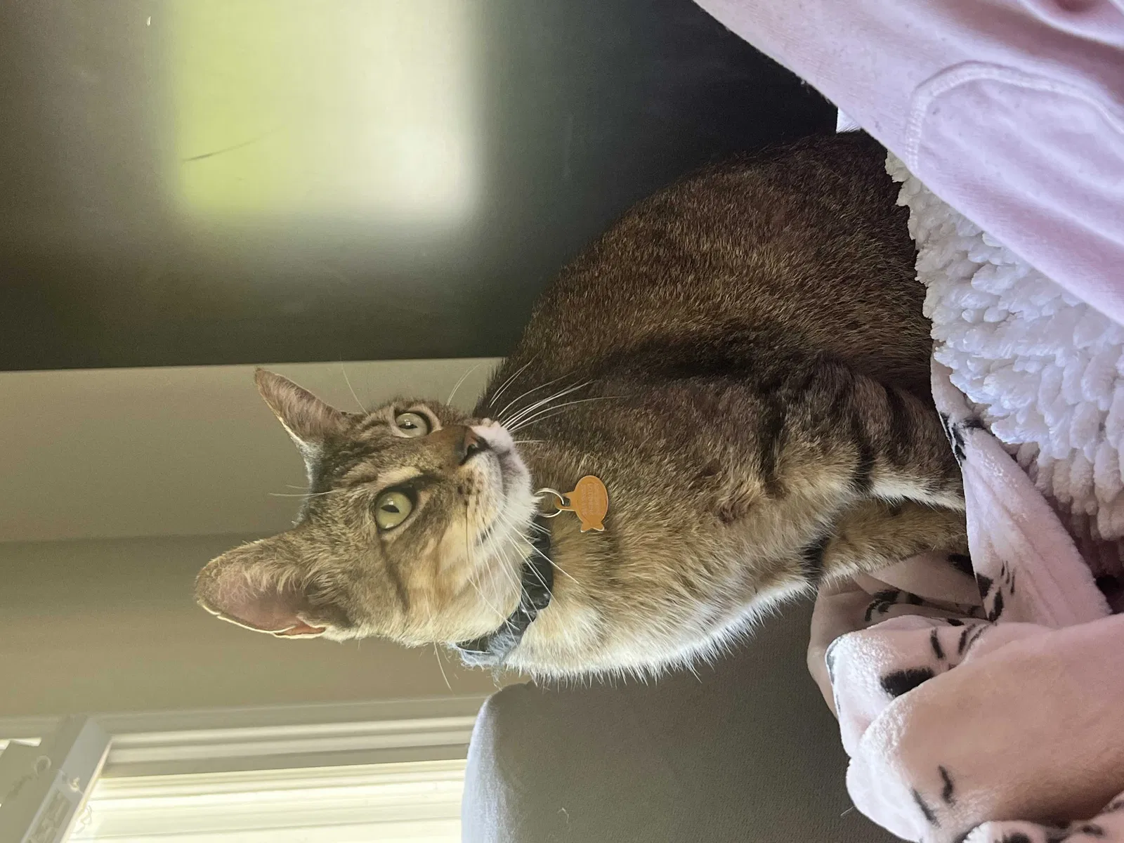 Lost cat in Dallas, TX, 75214