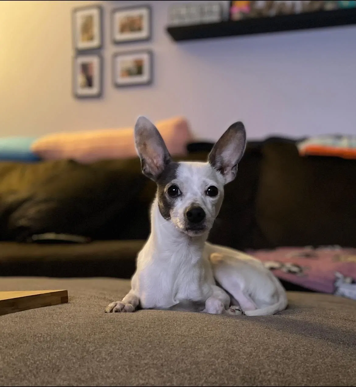 Lost dog in West Covina, CA, 91790