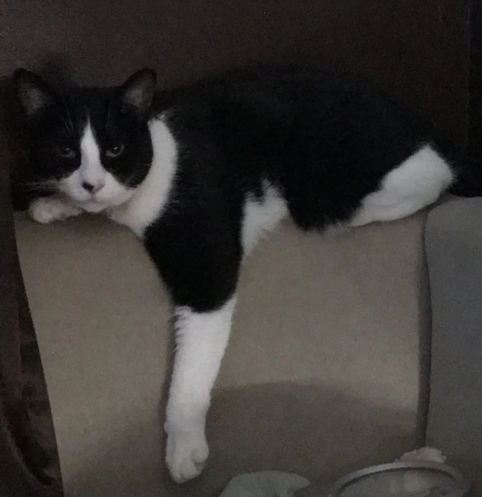 Lost cat in Cincinnati, OH, 45205