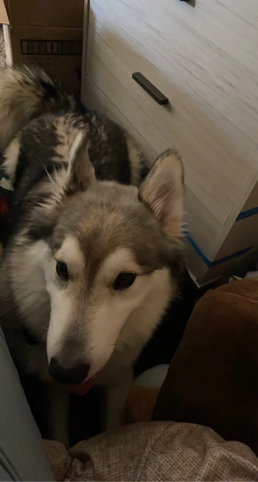 Lost dog in Oklahoma City, OK, 73132