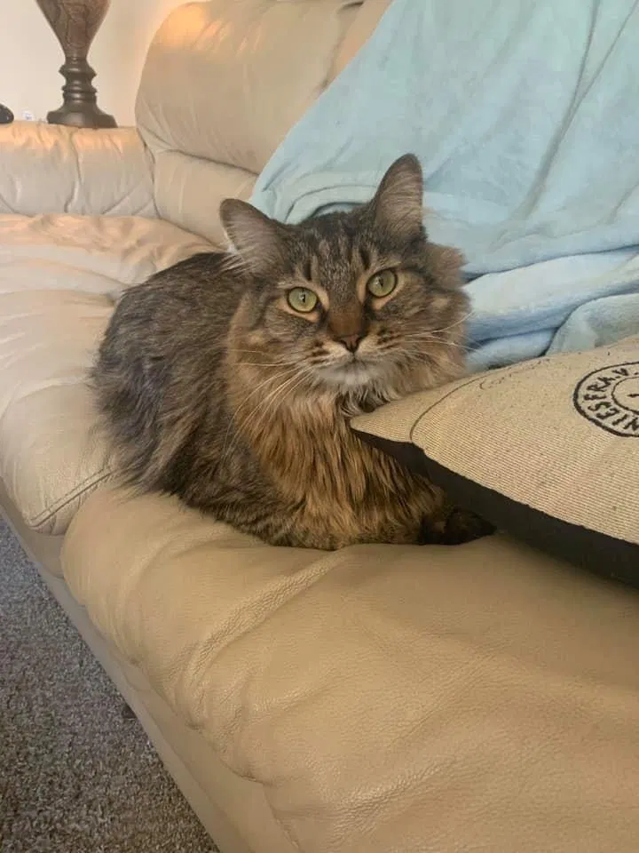 Lost cat in Cudahy, WI, 53110