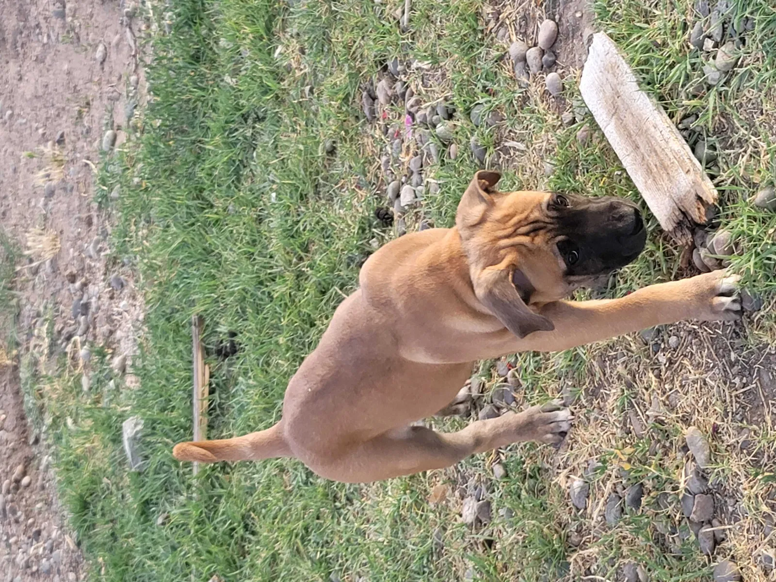 Lost dog in Albuquerque, NM, 87107