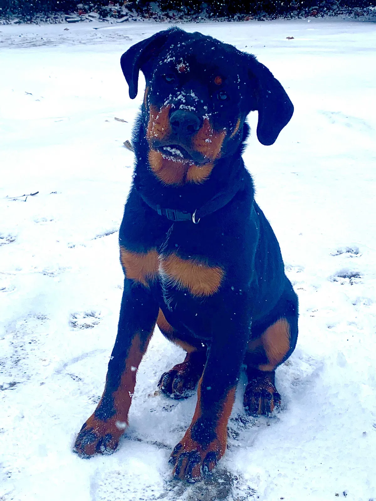 Lost dog in Indianapolis, IN, 46241