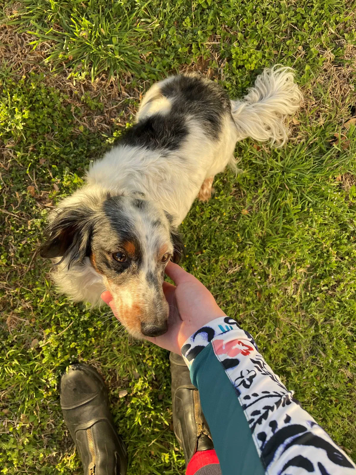 Lost dog in Fort Worth, TX, 76114