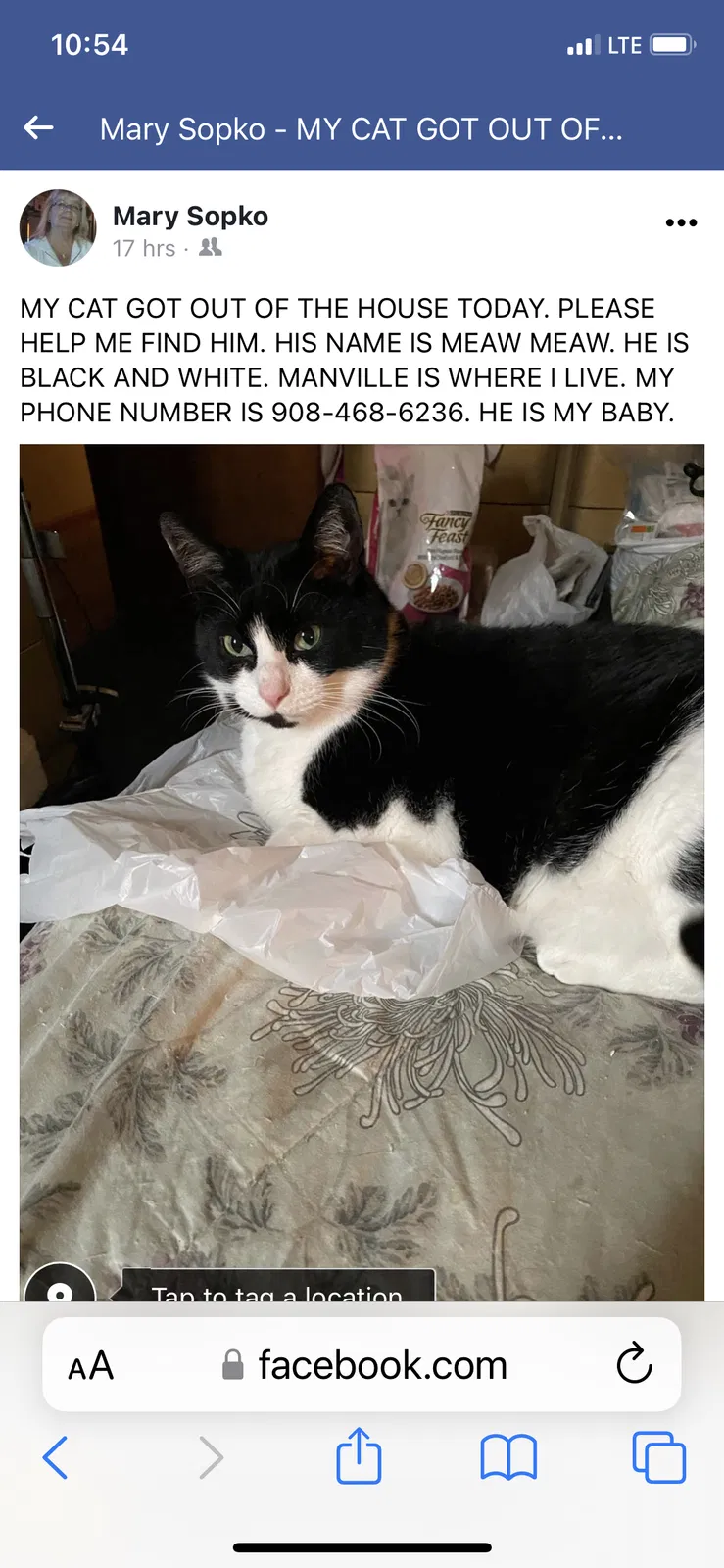 Lost cat in Manville, NJ, 8835