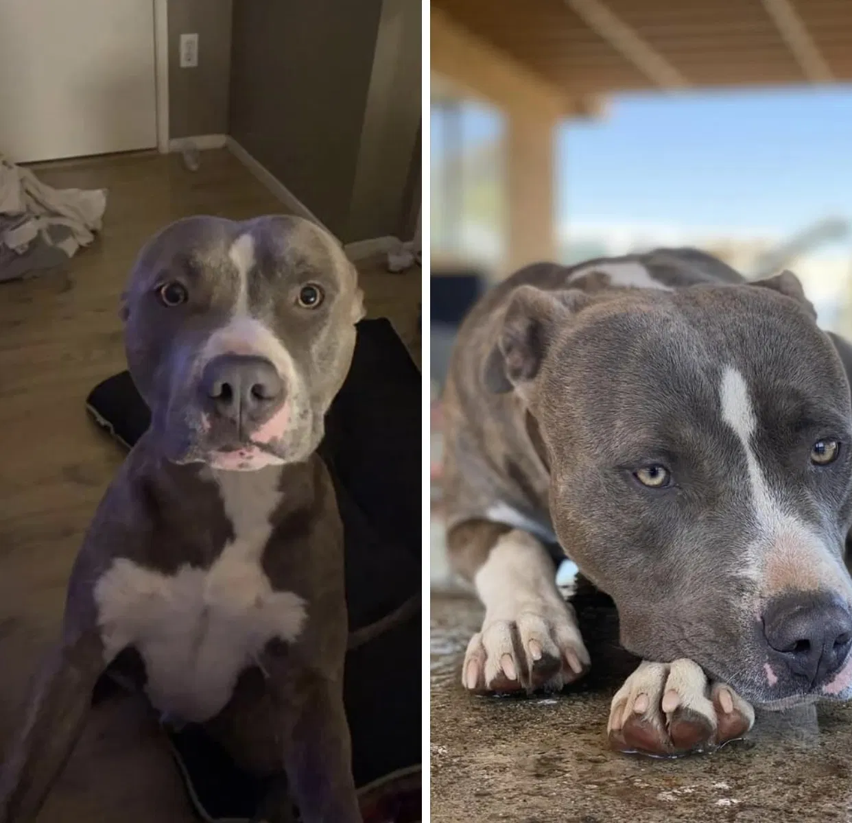 Lost dog in Bloomington, CA, 92316