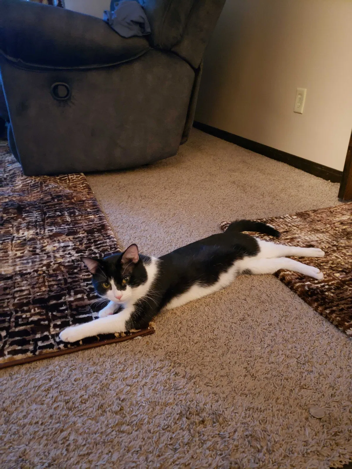 Lost cat in Minneapolis, MN, 55420
