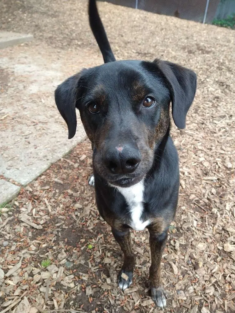 Lost dog in Seattle, WA, 98148