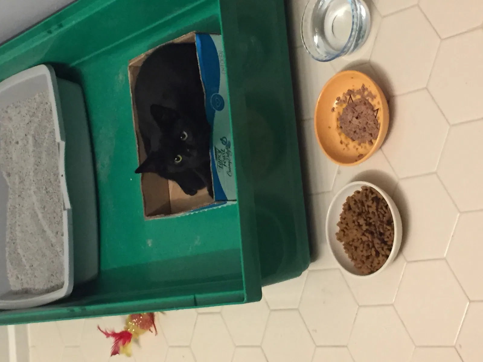 Lost cat in Fayetteville, NC, 28314