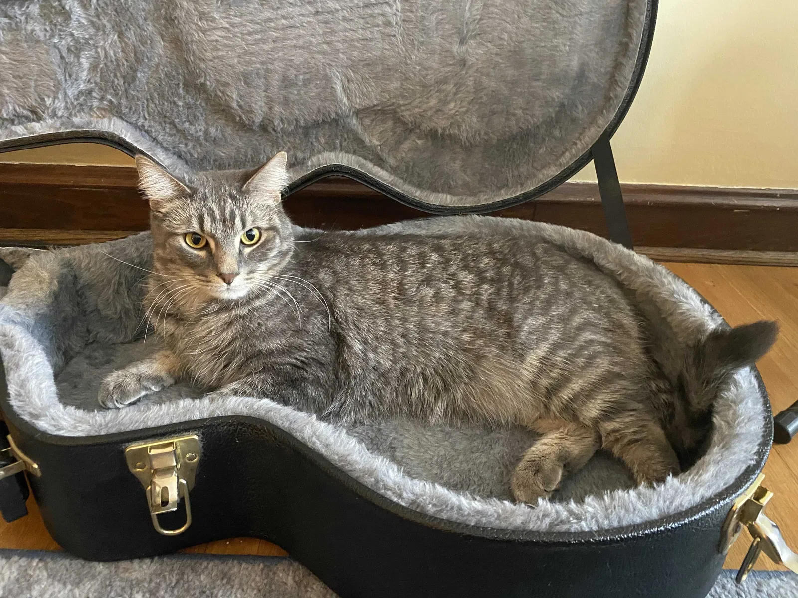 Lost cat in Minneapolis, MN, 55416
