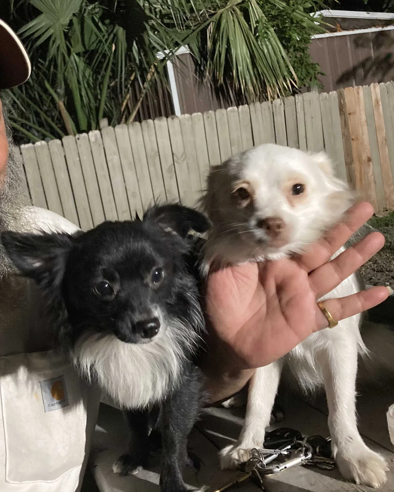 Lost dog in San Antonio, TX, 78228