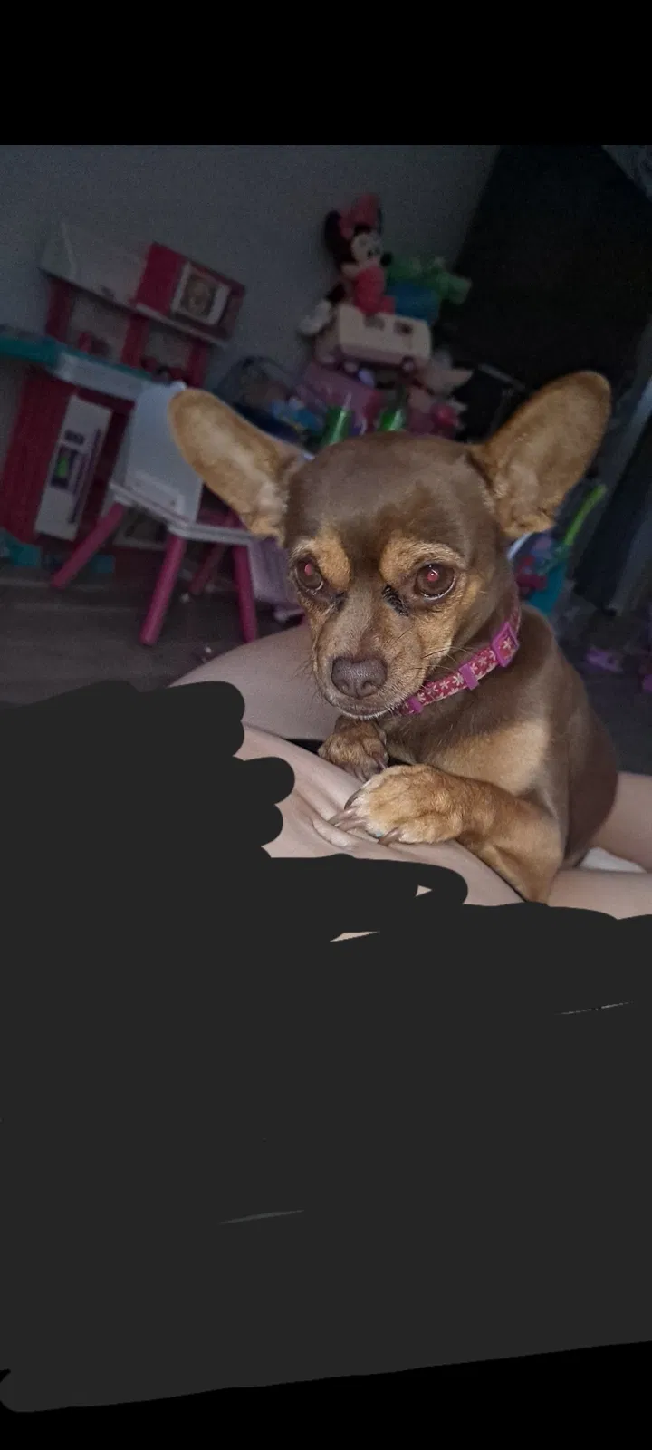 Lost dog in Lake Forest, CA, 92630
