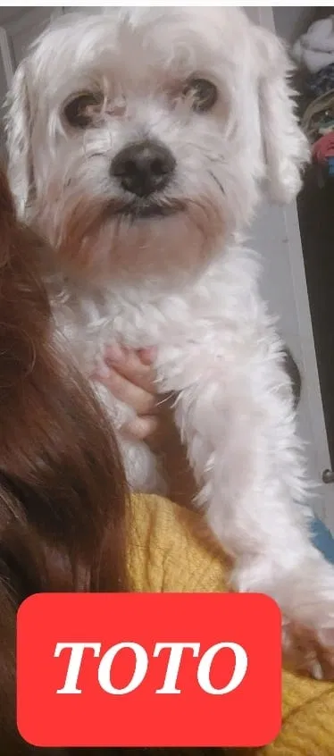Lost dog in Hillsboro, OR, 97123