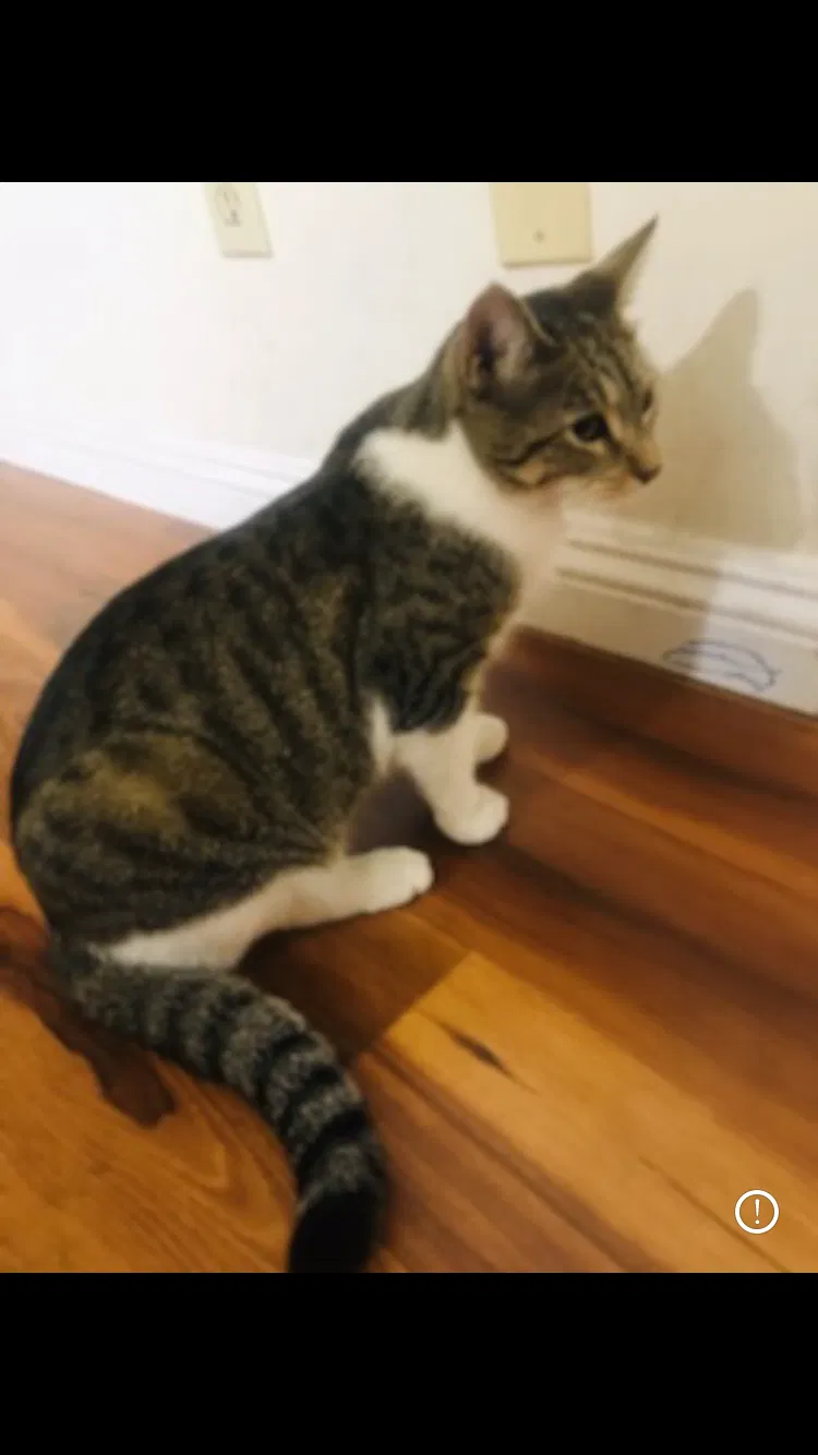 Lost cat in Duarte, CA, 91010