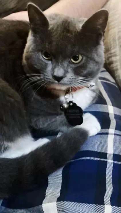 Lost cat in Seattle, WA, 98103