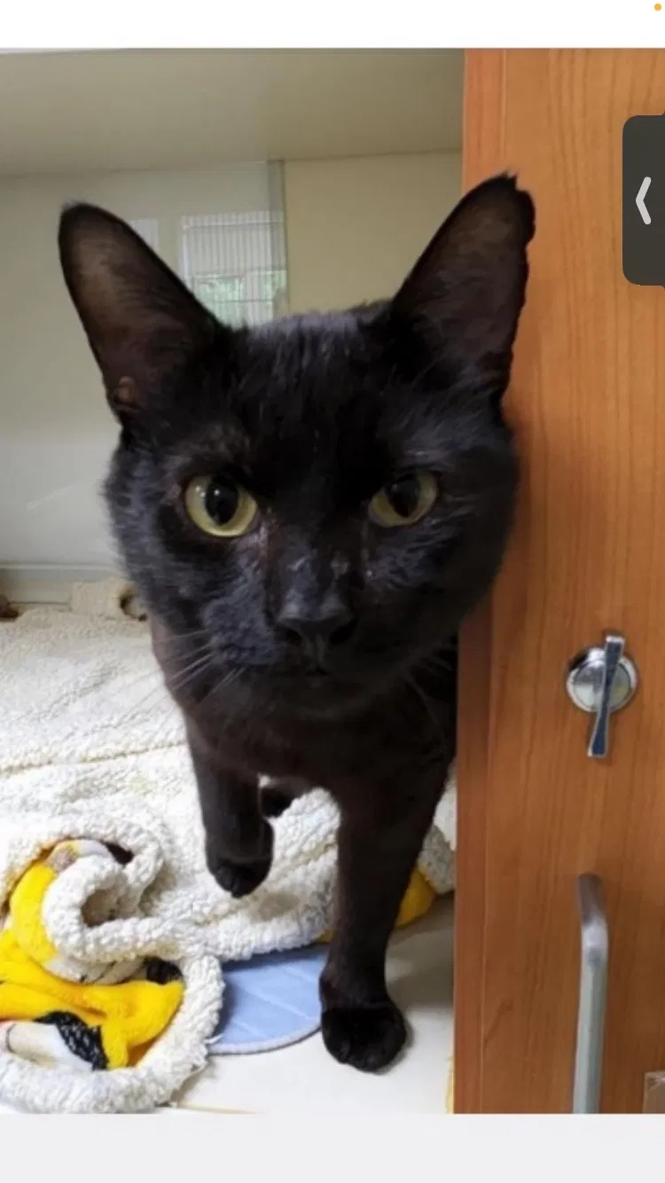Lost cat in Amesbury, MA, 1913