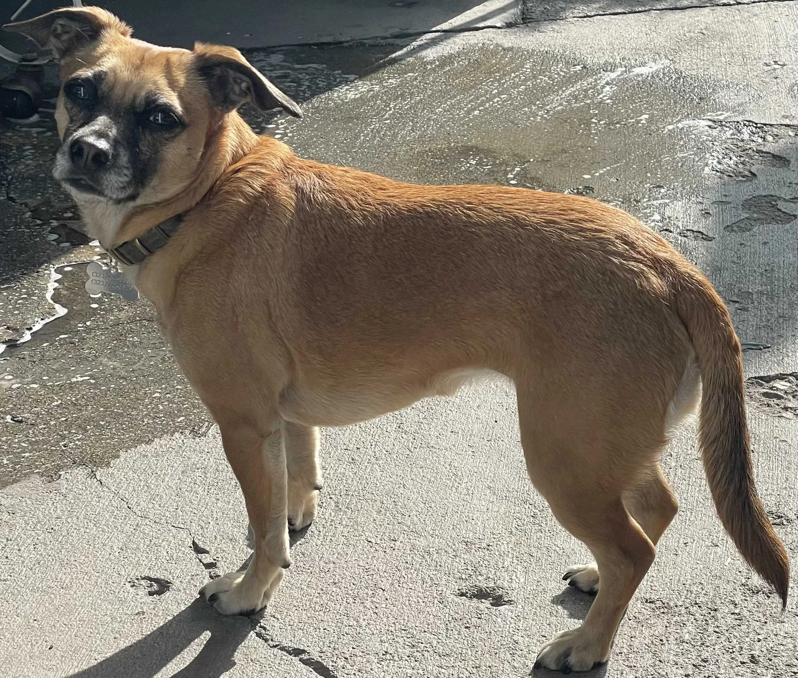 Lost dog in Inglewood, CA, 90302