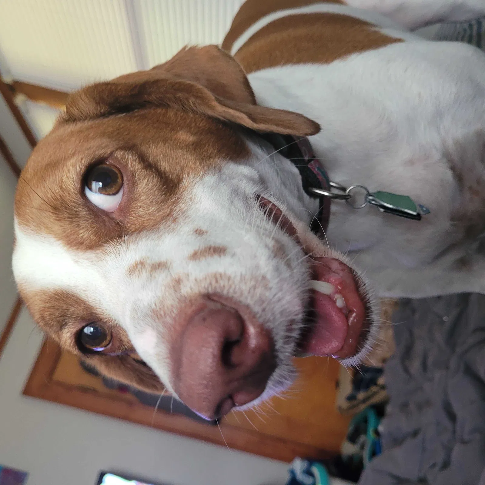 Lost dog in South Mills, NC, 27976