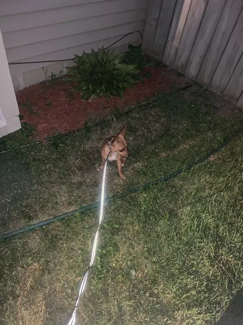 Found dog in Indianapolis, IN, 46214