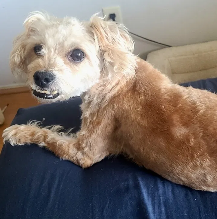 Lost dog in Buena Park, CA, 90621