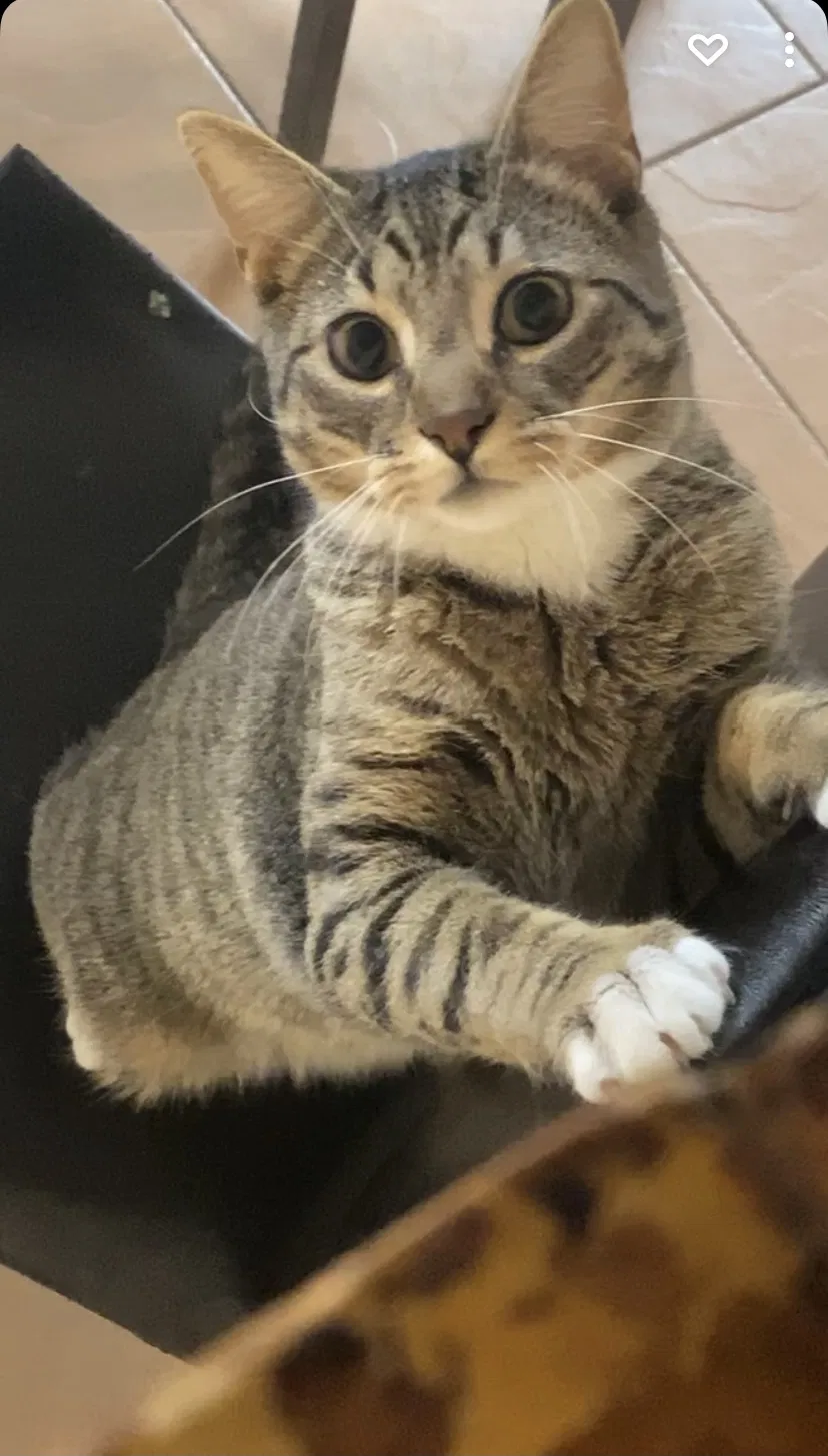Lost cat in South Richmond Hill, NY, 11419