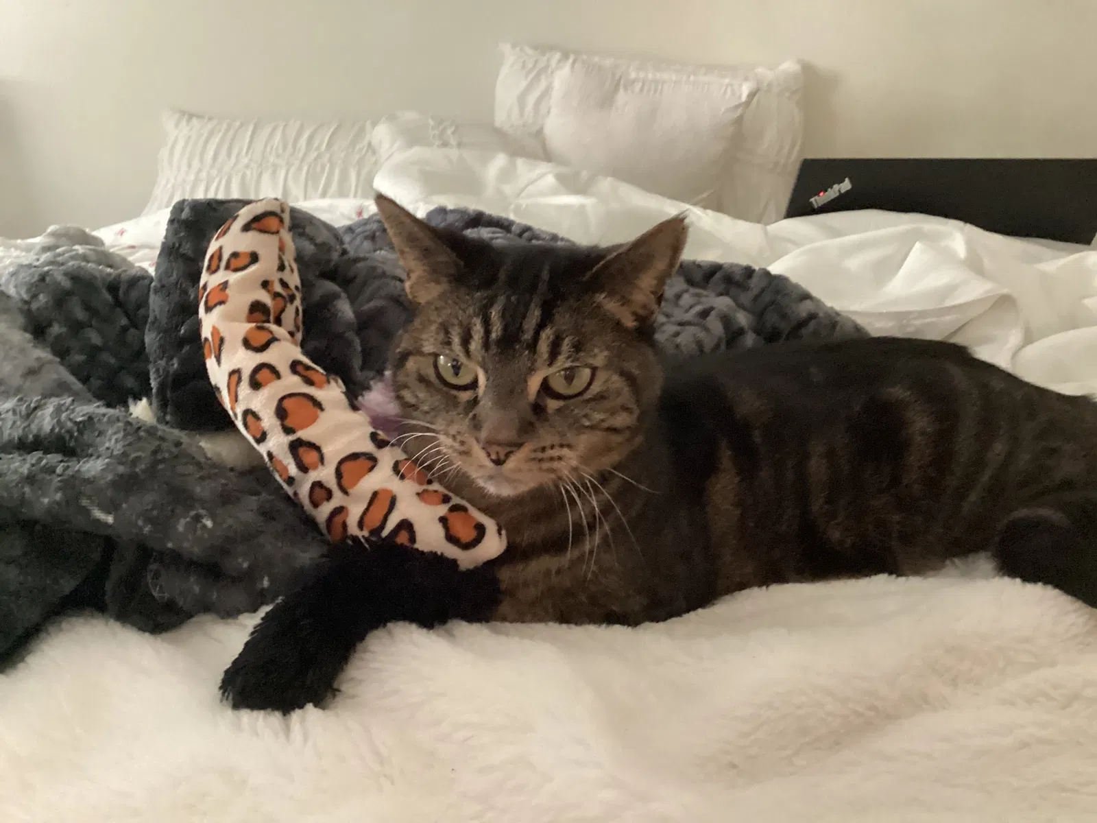 Lost cat in Westlake Village, CA, 91361