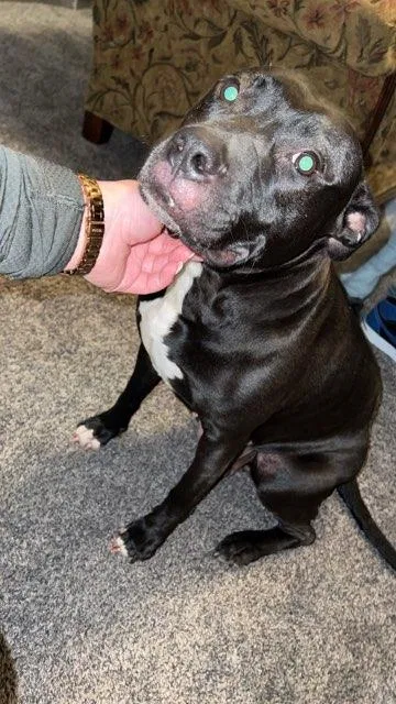 Lost dog in Baltimore, MD, 21230