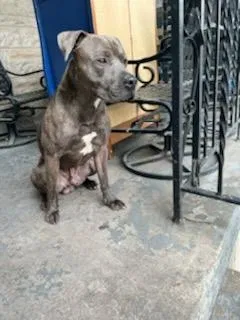 Lost dog in Baltimore, MD, 21230